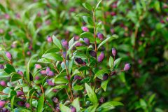 Myrtus communis_Joaquim Reberte