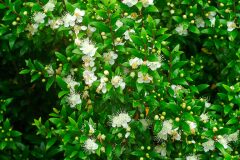 Myrtus communis_Joaquim Reberte