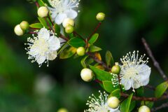 Myrtus communis_Joaquim Reberte