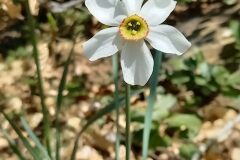 Narcissus poeticus_Felix Mascort CC BY-NC