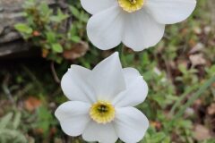 Narcissus poeticus_Isabel Gallen CC BY-NC