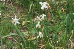 Narcissus poeticus_Jordi Puyuelo