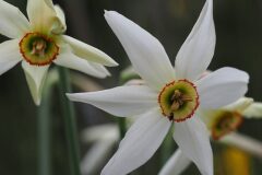 Narcissus poeticus_Jordi Puyuelo