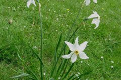 Narcissus poeticus_Margarida Vila CC BY-NC