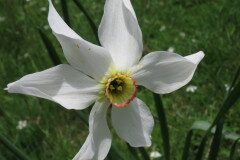 Narcissus poeticus_Margarida Vila CC BY-NC