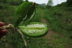 Narcissus poeticus_Margarida Vila CC BY-NC