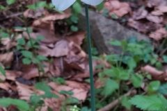 Narcissus poeticus_Merce Vallicrosa CC BY-NC