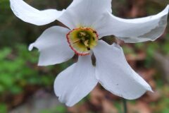 Narcissus poeticus_Merce Vallicrosa CC BY-NC