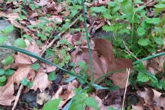 Narcissus poeticus_Merce Vallicrosa CC BY-NC