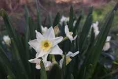 Narcissus tazetta tazetta_Jordi Torallas