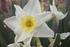 Narcissus tazetta tazetta_Jordi Torallas