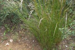 Nassella neesiana_Pere Barnola CC BY-SA