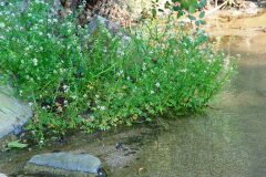 Nasturtium officinale_Joaquim Reberte