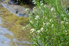 Nasturtium officinale_Joaquim Reberte