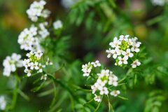 Nasturtium officinale_Joaquim Reberte