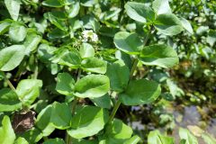 Nasturtium officinale_Jordi Bassols CC BY-NC SA