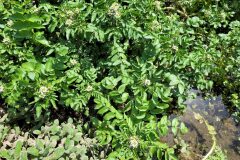 Nasturtium officinale_Jordi Bassols CC BY-NC SA