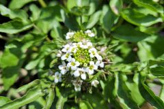 Nasturtium officinale_Jordi Bassols CC BY-NC SA