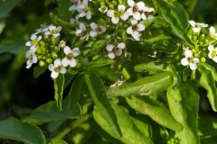 Nasturtium officinale_Merce Vallicrosa CC BY-NC