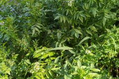 Nasturtium officinale_Merce Vallicrosa CC BY-NC