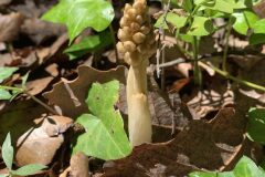 Neottia nidus avis_Anna Muntal CC BY-NC