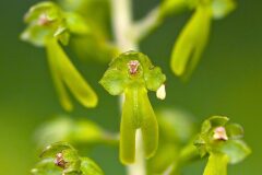 Neottia ovata_Joaquim Reberte