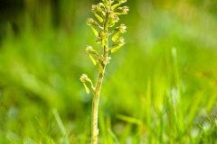 Neottia ovata_Joaquim Reberte