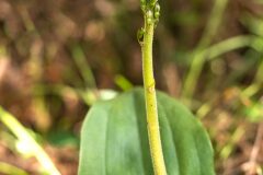 Neottia ovata_Joaquim Reberte