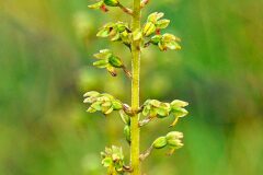 Neottia ovata_Joaquim Reberte