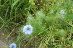 Nigella-damascena_Pere-Barnola CC-BY-SA_01