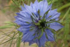 Nigella damascena_Pere Barnola CC BY-SA