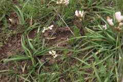 Nothoscordum gracile_Neus Julia CC BY-SA