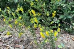 Odontites luteus luteus_Gloria Ribes 