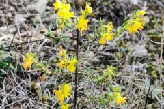 Odontites luteus luteus_Joaquim Reberte CC BY-NC