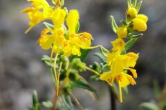 Odontites luteus luteus_Joaquim Reberte CC BY-NC