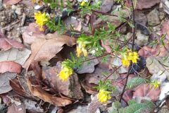 Odontites luteus luteus_Merce Vallicrosa CC BY-NC