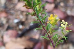 Odontites luteus luteus_Merce Vallicrosa CC BY-NC