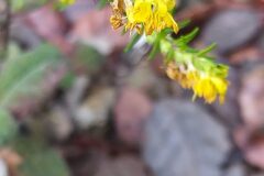 Odontites luteus luteus_Merce Vallicrosa CC BY-NC