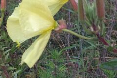Oenothera glazioviana_Neus Julia CC BY-SA