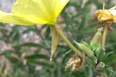 Oenothera glazioviana_Neus Julia CC BY-SA