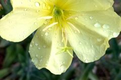 Oenothera glazioviana_Neus Julia CC BY-SA