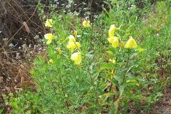 Oenothera oehlkersii_Neus Julia CC BY-SA