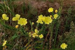 Oenothera oehlkersii_Neus Julia CC BY-SA