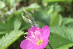 Oenothera rosea_Joanjo Garcia CC BY-NC