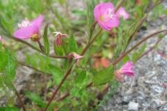 Oenothera rosea_Jordi Puyuelo