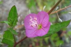 Oenothera rosea_Jordi Puyuelo