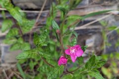 Oenothera rosea_Katarzyna Zarnowiec CC BY-SA
