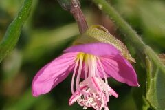 Oenothera rosea_Merce Vallicrosa CC BY-NC