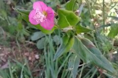 Oenothera rosea_Merce Vallicrosa CC BY-NC