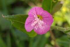 Oenothera rosea_Merce Vallicrosa CC BY-NC